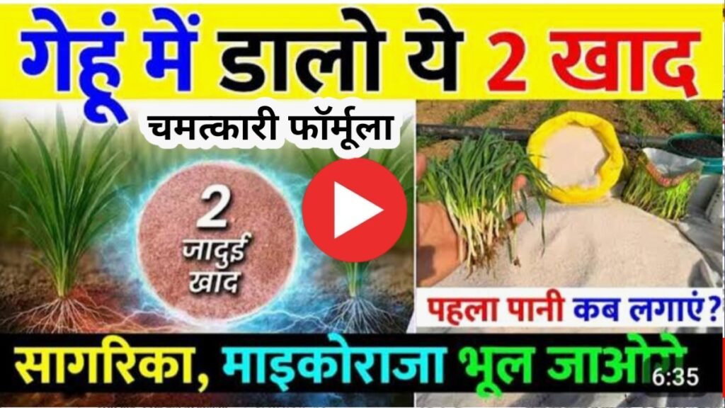 Gehun Ke Liye Best Khad Konsi Hai