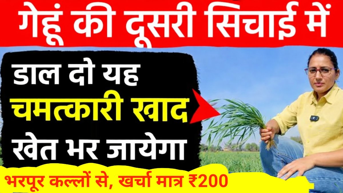 Gehun Ke Liye Best Khad